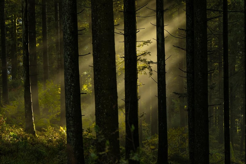 Mystical Woodlands