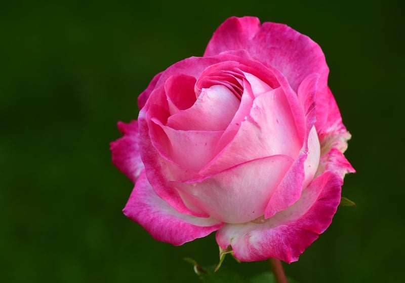 The Secret Garden